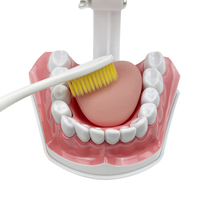 Modelo de Dientes de Resina con Lengua para Enseñanza y Estudio Dental, Educación en el Cuidado Bucal