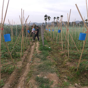 Phéromone efficace pour le contrôle des thrips de la fleur occidentale (Frankliniella occidentalis) – Appât tueur de thrips - Product Image 6