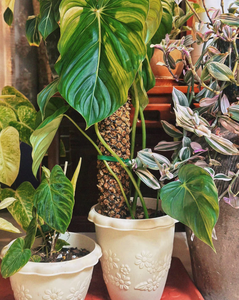 <span class=keywords><strong>Pot</strong></span> de fleurs <span class=keywords><strong>en</strong></span> plastique Roman Rembossed, deux tailles, design moderne, similaire à la terre cuite, pour plantes succulentes, <span class=keywords><strong>vanille</strong></span>, <span class=keywords><strong>pot</strong></span> de jardin <span class=keywords><strong>en</strong></span> plastique - Product Image 5