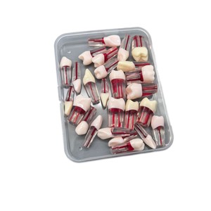 Modèle anatomique de dents en résine, ensemble de 28 pièces pour l'enseignement dentaire et l'exposition - Product Image 5