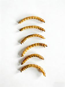 Venta al por mayor de gusanos de harina naturales secos, estándar ISO22000 HACCP, suplementos para la salud de mascotas, alimento para Koi, peces dorados, periquitos, loros y palomas - Product Image 4