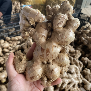 รากขิงสดจากเวียดนามแท้รสเผ็ดธรรมชาติสำหรับการแปรรูปอาหารซอสผักดองอบและเครื่องเทศผสม - Product Image 1