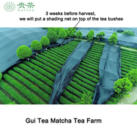 Capsules de thé matcha 3g pour machines à café