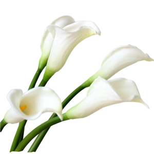 Handmade Nhân Tạo <span class=keywords><strong>Calla</strong></span> <span class=keywords><strong>Lily</strong></span> PU Ống Hoa Trang Trí Lâu Dài 3-5 Năm Cảm Ứng Tự Nhiên Tốt Nghiệp Nhiếp Ảnh Đạo Cụ - Product Image 4