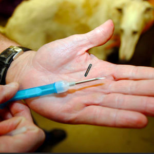 रैफिड आईडी ट्रैकिंग माइक्रोचिप इंप्लाबल आरफिड माइक्रोचिप रैड ग्लास टैग पहचान पशु के लिए - Product Image 5