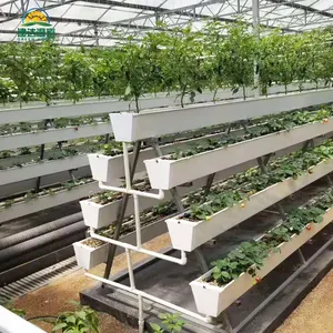 水耕栽培のプラスチックフィルムイチゴ温室