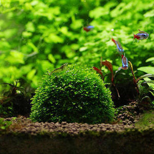 Produits pour aquarium, décorations d'aquarium, fournitures pour animaux aquatiques, décorations, boule de <span class=keywords><strong>mousse</strong></span> d'aquarium, plantes vivantes, filtre pour crevettes de <span class=keywords><strong>Java</strong></span> - Product Image 3