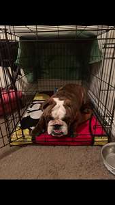 Toptan Yüksek Kaliteli Ucuz Büyük Kafesler Katlanabilir Taşıma Katlanabilir Kulübe - Product Image 6