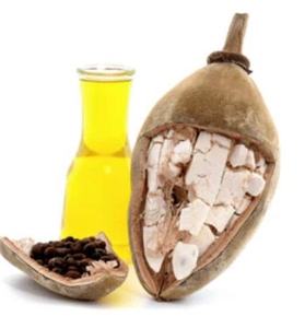 Graines de baobab brutes zambiennes non traitées Dytech Limited Stockage à sec pour l'extraction d'huile et la plantation en vrac - Product Image 4