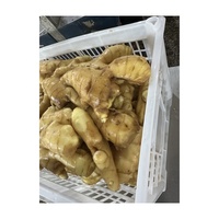 Fournisseur Jining Prix du marché du gingembre frais Graines de gingembre pour la plantation Gingembre frais de qualité supérieure à vendre