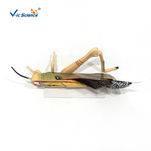 Modèle d'anatomie de la sauteuse des champs - Instruments pédagogiques et de recherche Vic Biotechnology, démonstration médicale détachable pour l'enseignement - Product Image 2