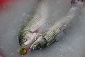 Máquina de Hielo comestible personalizada ICESTA automática de alta productividad, larga vida útil, 15 toneladas, para salmón congelado - Product Image 6