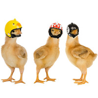 Fabricante directo creativo transfronterizo nuevos suministros para mascotas listo Stock protección pollo casco pollito gallina sombrero suministros para pájaros