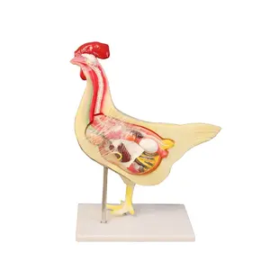 Pollo modelo anatómico-desmontable pollo órgano anatomía modelo pollo de modelo para el estudio de enseñanza médica