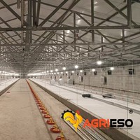 Système d'alimentation automatique par plaques pour élevages avicoles commerciaux