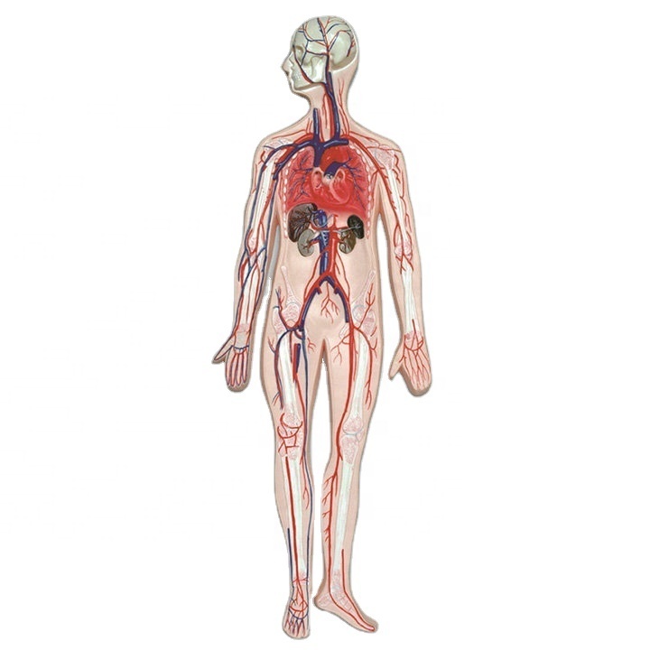 Anatomy Human Head Model for Teaching