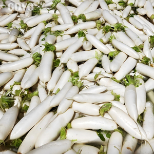 Alimentos Congelados Procesados/Línea de Producción de Vegetales Congelados IQF/Vegetales Congelados de Primera Calidad para Comidas Saludables, Rábanos Daikon - Product Image 3