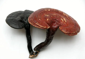 Pó De Esporo <span class=keywords><strong>Reishi</strong></span> Adulto Cápsulas Extrato De Ganoderma Lucidum Cápsulas De Cogumelo Lingzhi Cápsulas De Esporo De Ganoderma Lucidum - Product Image 5