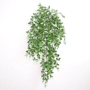 Planta Colgante <span class=keywords><strong>de</strong></span> Callisia Elegans, Vibrante y Variegada, con Elegante Caimiento, Ideal para Decoración Interior y Exterior con <span class=keywords><strong>Sombra</strong></span> - Product Image 1