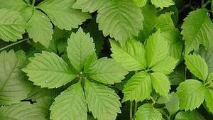 תמצית פואראריה איכותית במחיר הטוב ביותר, תמצית פוארארין, תמצית ג'יאוגולן, תמצית צמח גינוסטמה באבקה - Product Image 3