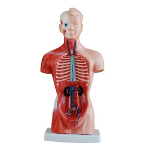 Modelo de Torso de 26 cm con 15 Partes, para Enseñanza de Anatomía Básica en Facultades de Medicina y Biología en Universidades, Cumple con CE/ISO/ROHS - Product Image 2