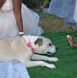 Noeud papillon et collier réglable de luxe rouge et noir pour chiens et chats, accessoires pour animaux de compagnie pour Halloween et Noël - Product Image 4