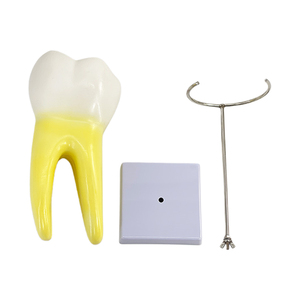 Modelo anatómico de diente molar, modelo de práctica Dental, modelos educativos de odontología, dientes de entrenamiento de biología médica - Product Image 6