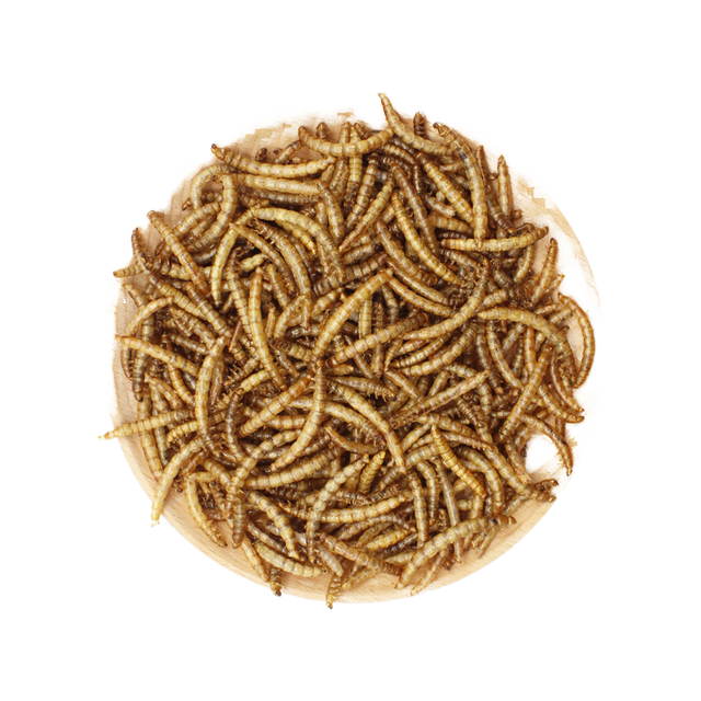 Manufacturer's Bulk Dry Whitefly and Dried Mealworms Including Whitefly Yellow Mealworms High Quality Dry Food for Wholesalers