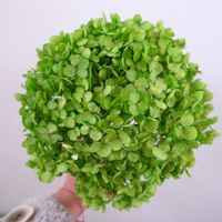Sakura — fleur séchées blanche, 1 pièce, véritables, transparents, hortensia séchée, dans boîte, pour décoration de mariage, de maison