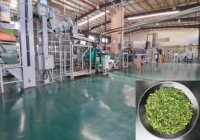Thé vert matcha en poudre de qualité supérieure USDA Organic Grade-AAA, avec un arôme explosif, pour la restauration haut de gamme et les matcha lattes