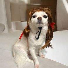 Principe pecora imbottita cucciolo WAG fascia per la testa mascotte carino per cuccioli e bambini - Product Image 1