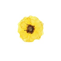 100 pièces/ensemble de roses séchées pressées DIY pour la résine, coque de téléphone, bijoux de téléphone portable, carte postale, cadre photo, décoration de bougie
