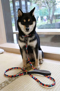 Recién llegado, gran oferta, <span class=keywords><strong>Collar</strong></span> de moda para perros, <span class=keywords><strong>Collar</strong></span> personalizado para perros, <span class=keywords><strong>boutique</strong></span>, apto para perros de todos los tamaños, correas para mascotas - Product Image 6