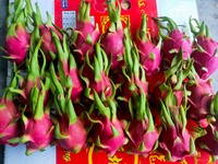 Verse AA-kwaliteit Dragon Fruit uit Ninh Thuan, Vietnam - 60 dagen houdbaarheid - Sunrise Ins merk
