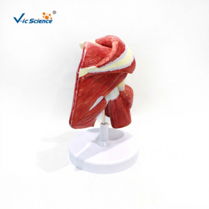 Modelo de Músculos Profundos del Membro Superior con Manguito Rotador para <span class=keywords><strong>Educación</strong></span> Anatómica - Product Image 1