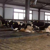 Tapis de confort en mousse haute densité pour bétail, antidérapant, facile à nettoyer, certifié REACH pour ferme laitière