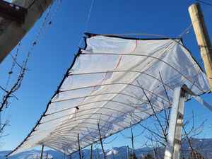 ที่คลุมป้องกันฝนแบบใสมีฟิล์มทอจาก HDPE มี<span class=keywords><strong>หลังคา</strong></span>สำหรับต้นผลไม้สำหรับสวนผลไม้ - Product Image 2