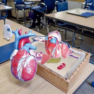 Modèles de cœur en plastique médical pour la <span class=keywords><strong>recherche</strong></span> et l'étude des organes du corps humain Modèle d'éducation en sciences médicales - Product Image 3