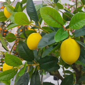 Árbol de Limón <span class=keywords><strong>Artificial</strong></span> de Plástico Estilo Nórdico en Maceta, Ecológico, Duradero, de Alta Simulación, Multipiezas, para Navidad y Bodas - Product Image 5