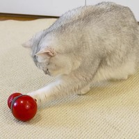 Explosionsgeschützter Langsam-Fütterungsball mit Leckerli-Spender, Langlebiges Plastik-Hundespielzeug für Haustiertraining
