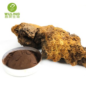 Muestra gratis Extracto de hierbas Chaga Cordyceps Extracto de Ganoderma 30% Beta Glucan Alpha Glucan Boost Immunity - Product Image 1