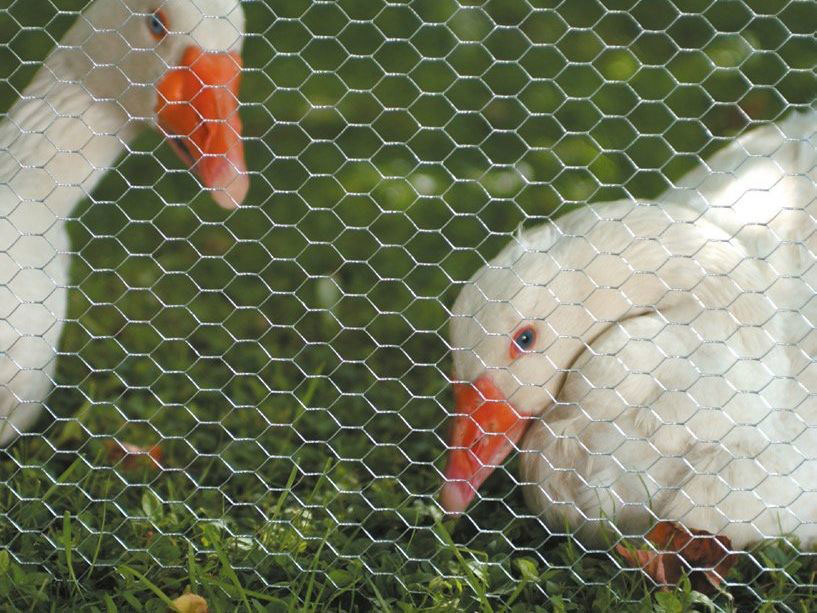 Stainless Steel Bwg14 Hexagonal Chicken Wire Mesh 10x0.5m For Poultry