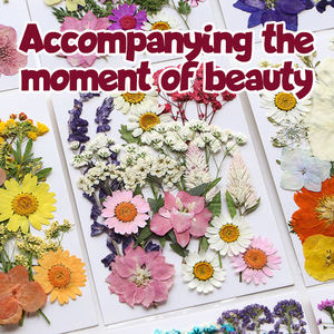 Resine a fiori secchi 25 tipi 12-23 pezzi fiori pressati <span class=keywords><strong>per</strong></span> artigianato viola fiori secchi naturali veri Kit di foglie secche <span class=keywords><strong>per</strong></span> fai da te - Product Image 4