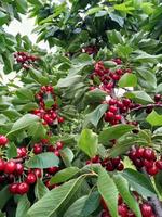 Pollen de cerise douce en promotion usine, pureté 95%, 200 mesh, 10g/sac, augmente le taux de fertilisation des fruits, réductions pour les commandes en gros
