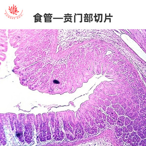 Muestras microscópicas del sistema digestivo, incluyendo preparados de estómago, esófago, intestino delgado y intestino grueso. - Product Image 5