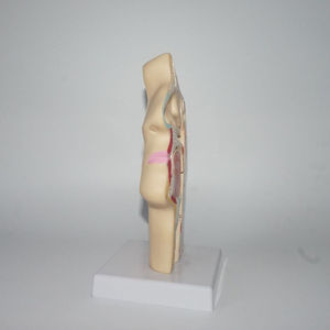 शरीर रचना विज्ञान मॉडल की नाक गुहा के शिक्षण मॉडल Otorhinolaryngology पैथोलॉजी मॉडल की नाक गुहा नाक मुंह की संरचना - Product Image 6