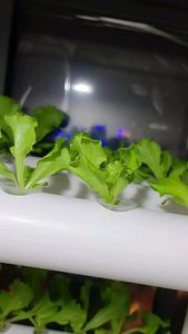 Letto di Coltivazione Idroponica Galleggiante DWC <span class=keywords><strong>per</strong></span> Coltivare Verdure, Box di Coltivazione Idroponica, Giardino Idroponico da Interno - Product Image 2