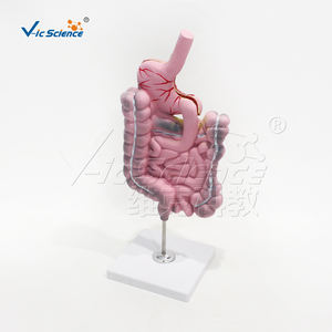 Modelo <span class=keywords><strong>de</strong></span> Simulación <span class=keywords><strong>de</strong></span> Enfermedades del Sistema Digestivo - Modelo Anatómico <span class=keywords><strong>de</strong></span> Ciencias Médicas para Entrenamiento en Escuelas <span class=keywords><strong>de</strong></span> Medicina Vic Science Model - Product Image 4