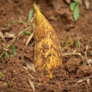 Высококачественные свежие овощи из Китая-холодная сетка, продукт из корня бамбука - Product Image 1