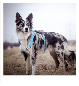 Harnais pour chien personnalisé réfléchissant anti-traction avec sac détachable – Prix de gros fabricant - Product Image 1